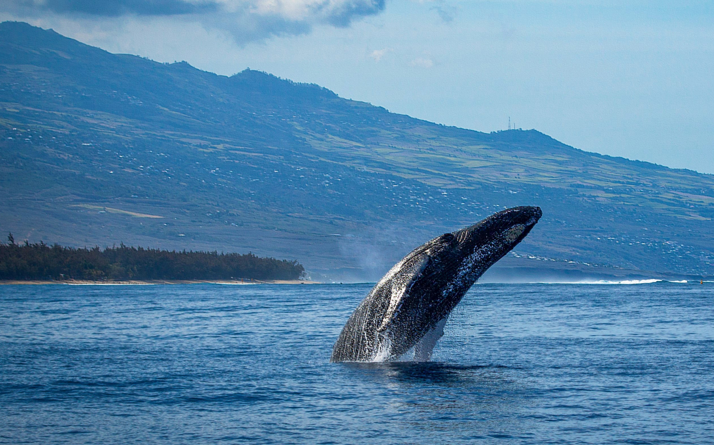 baleine hors de l'eau